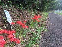 平戸街道には彼岸花がよく似合う