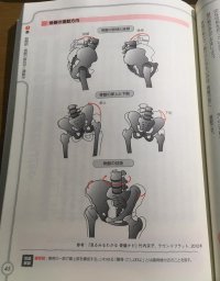 骨盤の運動方向